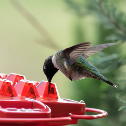Simple Fill Pest Proof Bird Feeder Outdoor Hanging
